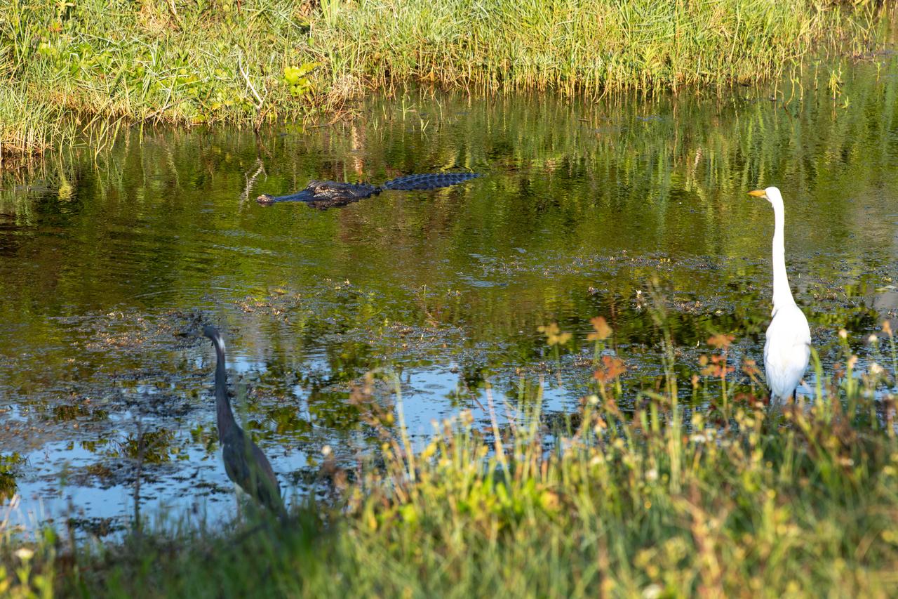 An adult blue heron, at left, and an adult great egret wade along the shore of a waterway at NASA’s Kennedy Space Center in Florida on May 16, 2022. An alligator swims nearby. The center shares a border with the Merritt Island National Wildlife Refuge. More than 330 native and migratory bird species, along with 65 amphibian and reptile species call Kennedy and the wildlife refuge home. 