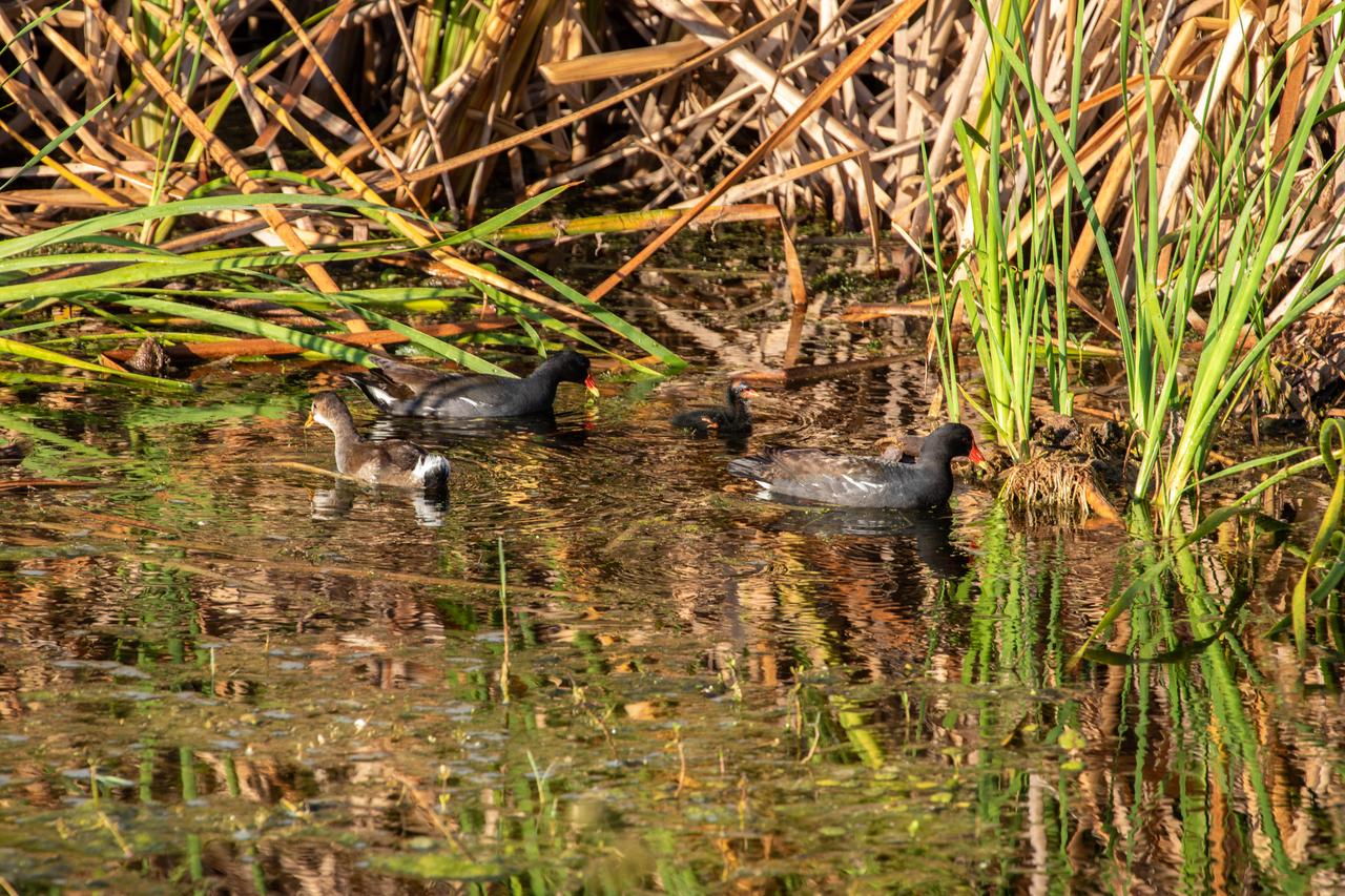Two common gallinules (with red beaks) and a mottled duck wade in a marshy waterway at NASA’s Kennedy Space Center in Florida on May 16, 2022. The center shares a border with the Merritt Island National Wildlife Refuge. More than 330 native and migratory bird species, along with 65 amphibian and reptile species call Kennedy and the wildlife refuge home. 