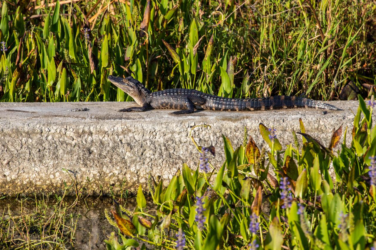 An alligator suns itself near a marsh at NASA’s Kennedy Space Center in Florida on May 16, 2022. The center shares a border with the Merritt Island Wildlife Refuge. More than 65 amphibian and reptile species call Kennedy and the wildlife refuge home. 