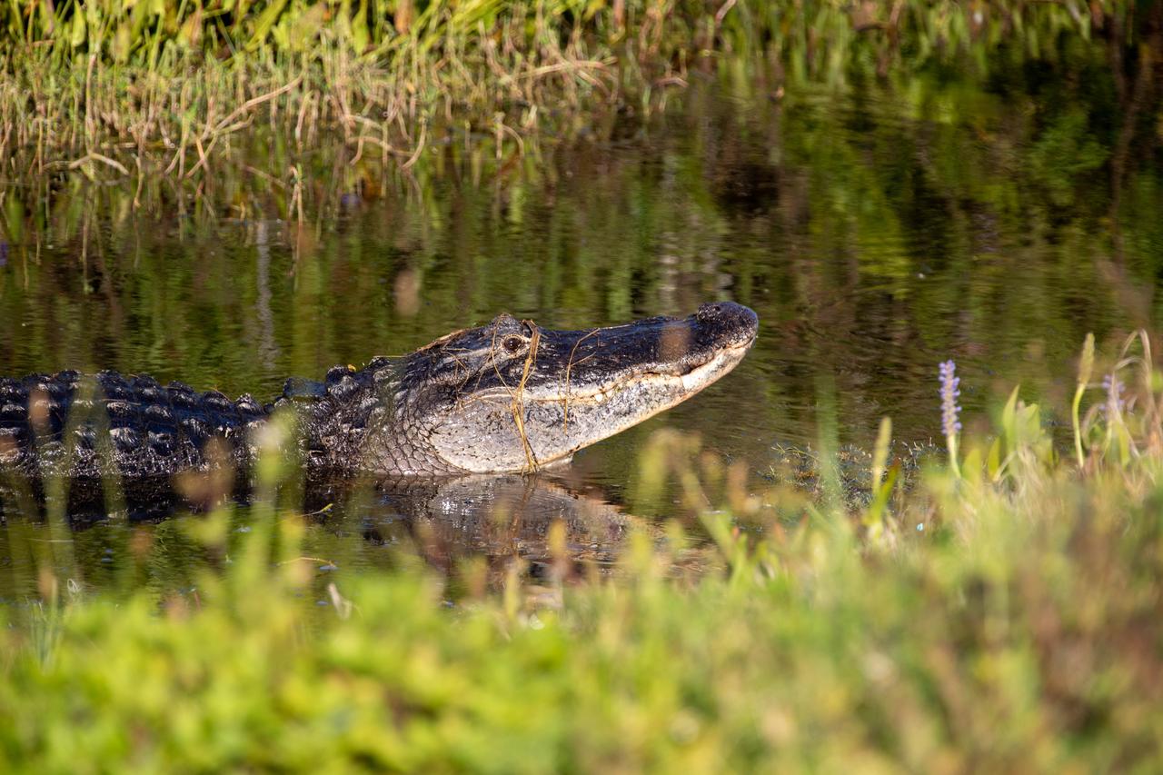 An alligator is in view in a waterway at NASA’s Kennedy Space Center in Florida on May 16, 2022. The center shares a border with the Merritt Island Wildlife Refuge. More than 65 amphibian and reptile species call Kennedy and the wildlife refuge home. 