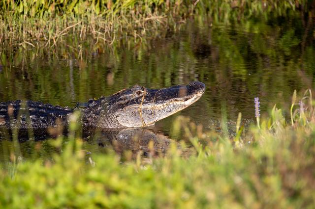 NASA image: Wildlife at KSC