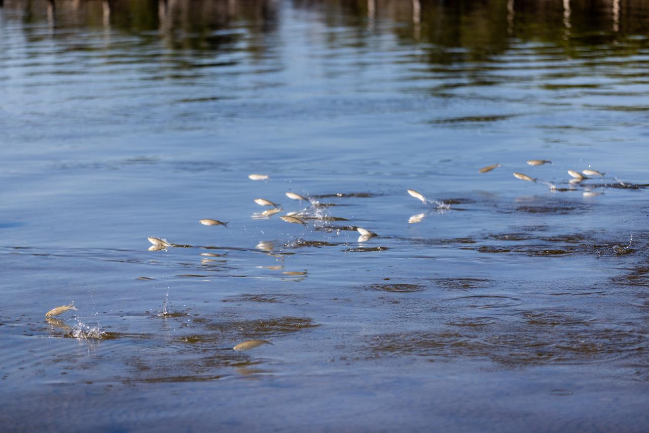 NASA Kennedy Space Center’s Spaceport Integration and Services organization is leading a restoration project at KARS Park on Hall Road in Merritt Island, Florida. As part of this project, a wavebreak is being created about 20 feet offshore to allow mangroves and other plants to propagate into the gap, providing protection for the shoreline. Shown here are mullet swimming at the location.