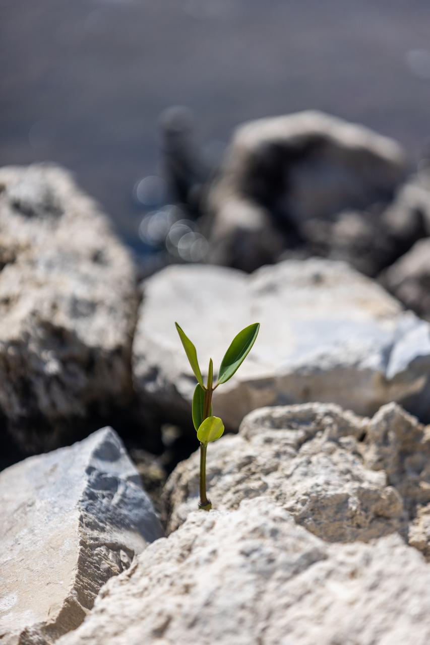 NASA Kennedy Space Center’s Spaceport Integration and Services organization is leading a restoration project at KARS Park on Hall Road in Merritt Island, Florida. As part of this project, a wavebreak is being created about 20 feet offshore to allow mangroves and other plants to propagate into the gap, providing protection for the shoreline. Shown in this photo is red mangrove starting to grow in the restoration area.