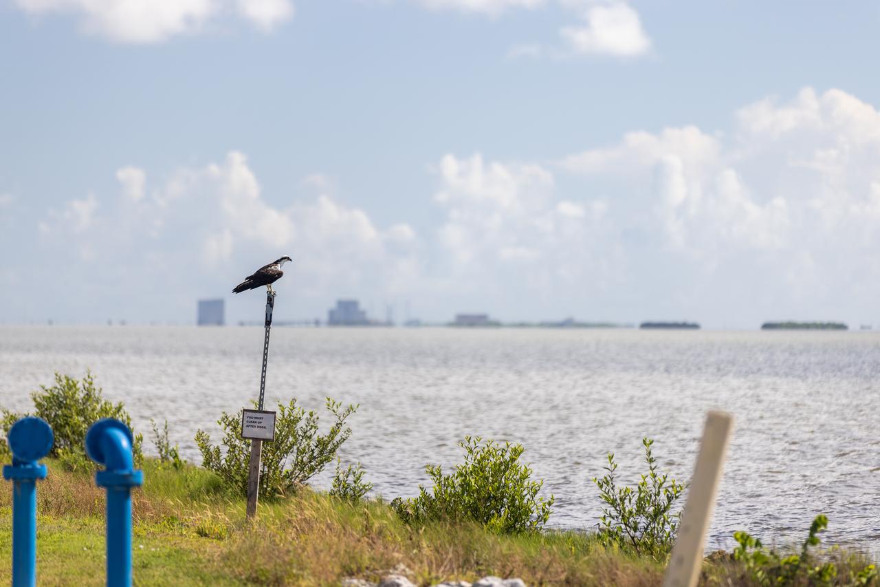 NASA Kennedy Space Center’s Spaceport Integration and Services organization is leading a restoration project at KARS Park on Hall Road in Merritt Island, Florida. As part of this project, a wavebreak is being created about 20 feet offshore to allow mangroves and other plants to propagate into the gap, providing protection for the shoreline. Shown here is an osprey overlooking the water.