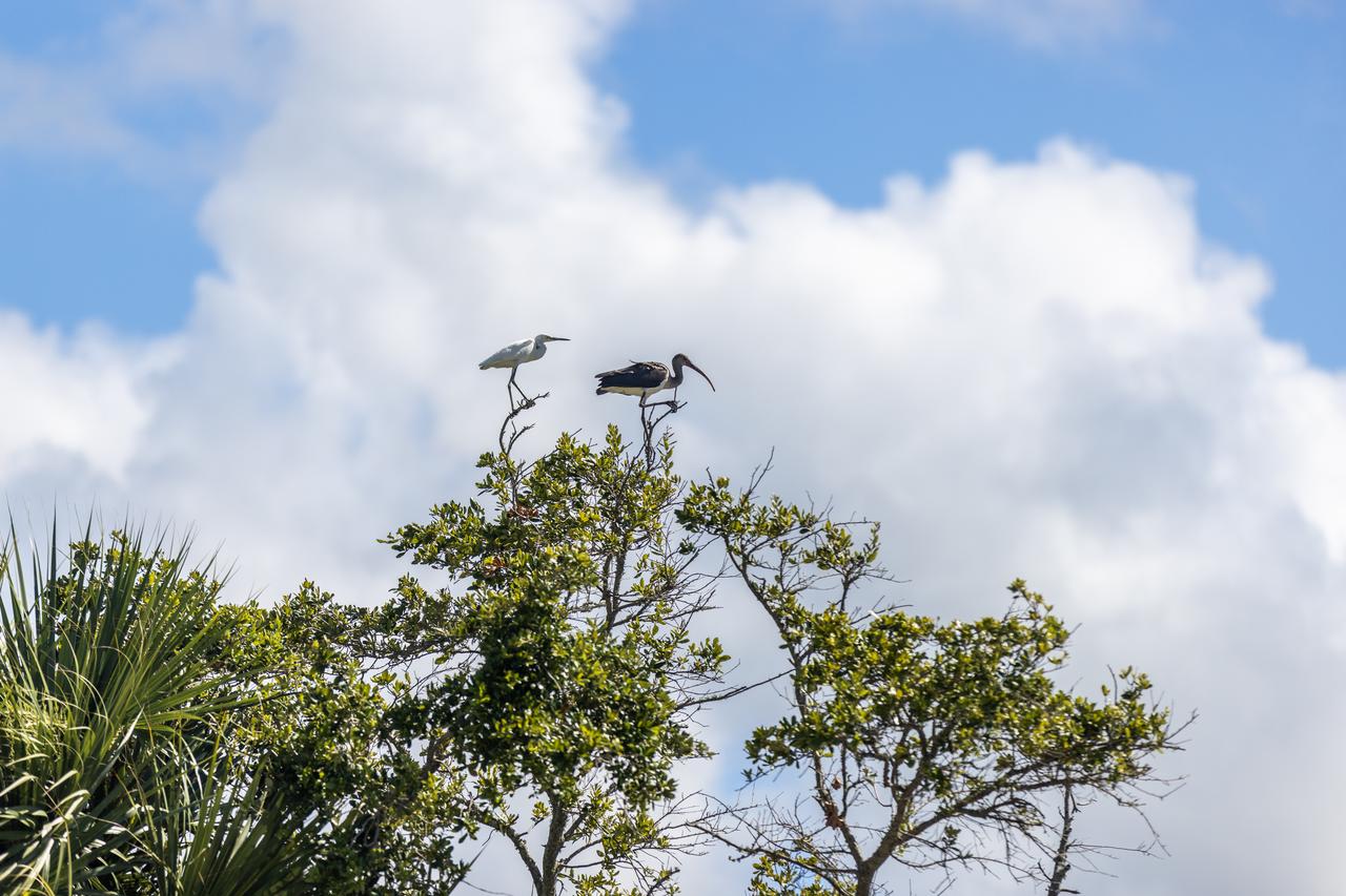 NASA Kennedy Space Center’s Spaceport Integration and Services organization is leading a restoration project at KARS Park on Hall Road in Merritt Island, Florida. As part of this project, a wavebreak is being created about 20 feet offshore to allow mangroves and other plants to propagate into the gap, providing protection for the shoreline. Show here in a tree are a snowy egret, left, and a limpkin.