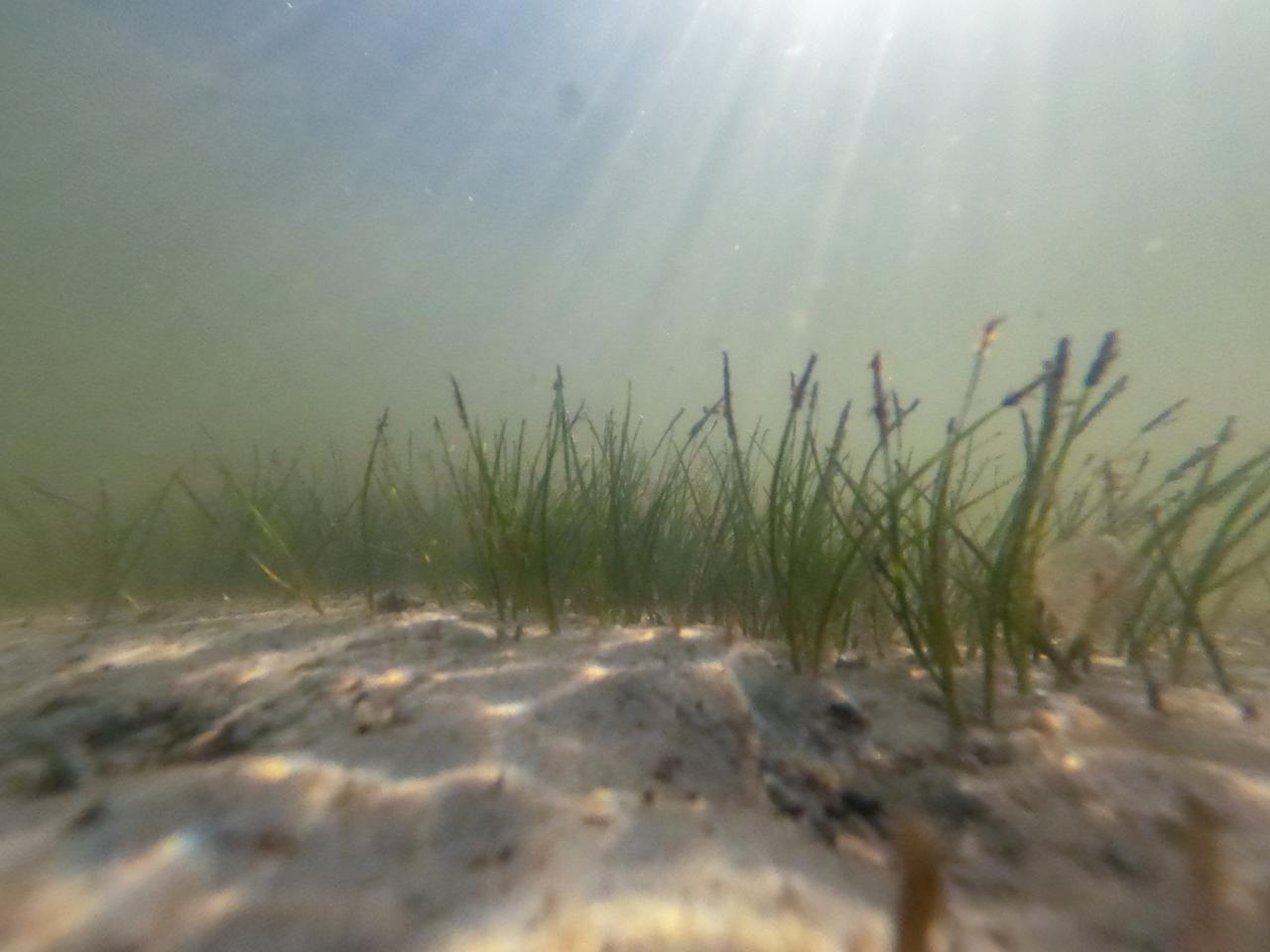 NASA Kennedy Space Center’s Spaceport Integration and Services organization is leading a restoration project at KARS Park on Hall Road in Merritt Island, Florida. As part of this project, a wavebreak is being created about 20 feet offshore to allow mangroves and other plants to propagate into the gap, providing protection for the shoreline. Shown here is shoalgrass taking hold in the restoration area.