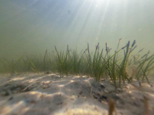 NASA image: KARS Park Shoreline Restoration