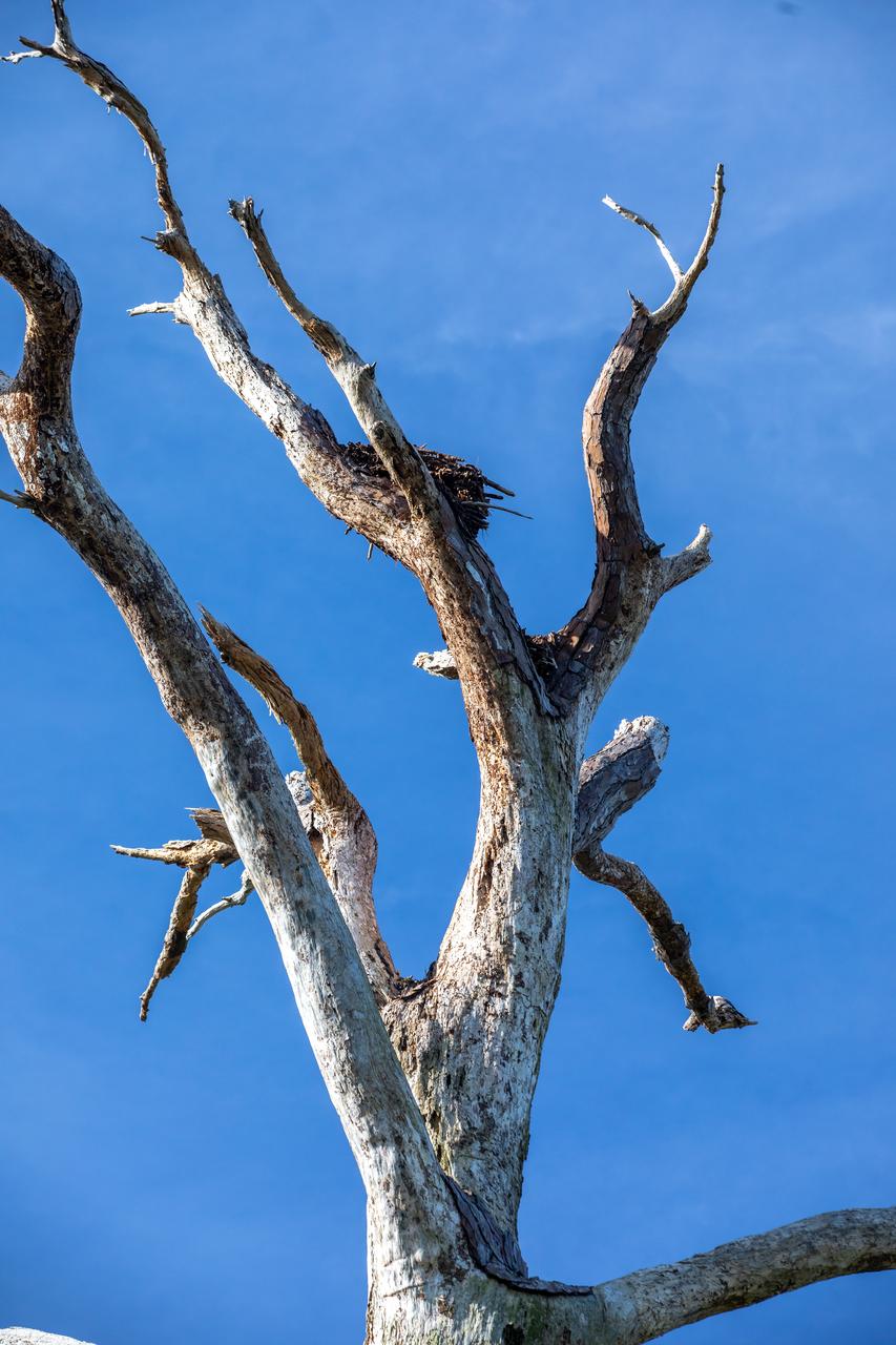 Shown in this Jan. 20, 2023, photo is the remainder of a nest used by southern bald eagles for several years at NASA’s Kennedy Space Center. After a recent fire burned the tree, the eagles returned to the area on Kennedy Parkway North and built a new nest in a tree about 60 yards away. Each year, eagles take up winter residence at the Florida spaceport, breeding and raising a new generation. The center shares a boundary with the Merritt Island National Wildlife Refuge, home to more than 1,500 species of plants and animals, and 15 federally listed species.