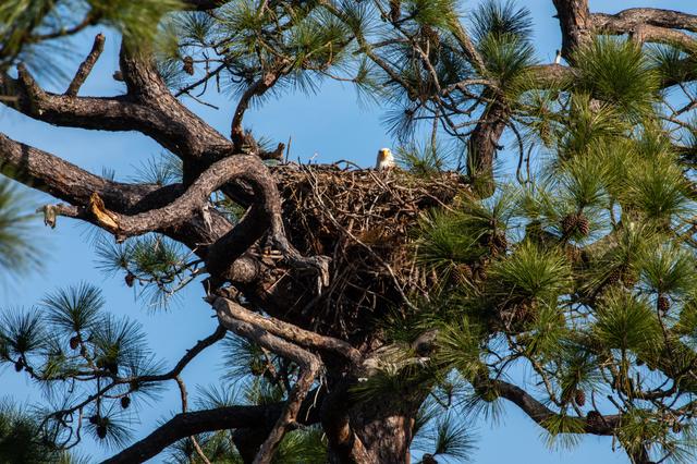 Eagles Nest at KSC