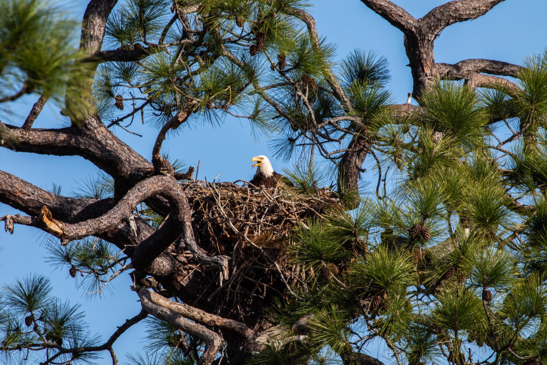 Image of an adult bald eagle sitting on a nest in a pine tree.