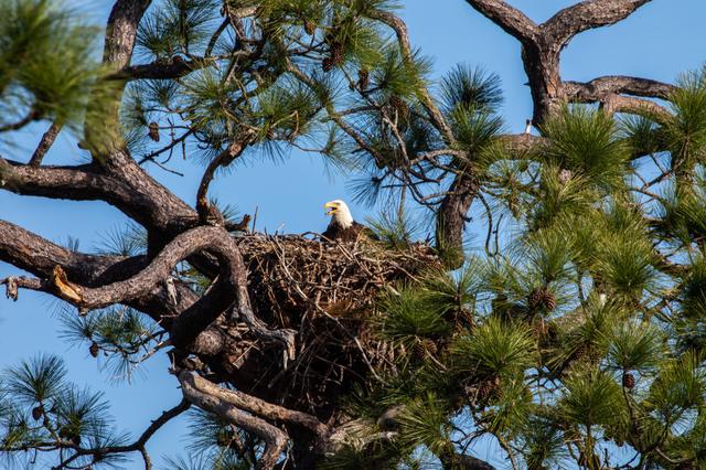 Eagles Nest at KSC