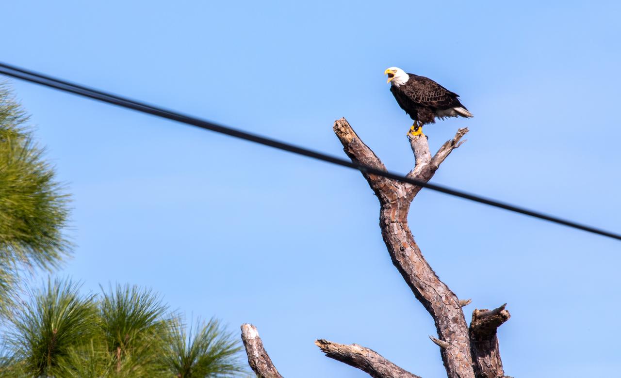A southern bald eagle is perched in a tree at NASA’s Kennedy Space Center on Jan. 20, 2023. After a recent fire burned a tree that housed an eagles’ nest for several years, the birds returned to the area on Kennedy Parkway North and built a new nest in a tree about 60 yards away. Each year, eagles take up winter residence at the Florida spaceport, breeding and raising a new generation. The center shares a boundary with the Merritt Island National Wildlife Refuge, home to more than 1,500 species of plants and animals, and 15 federally listed species.