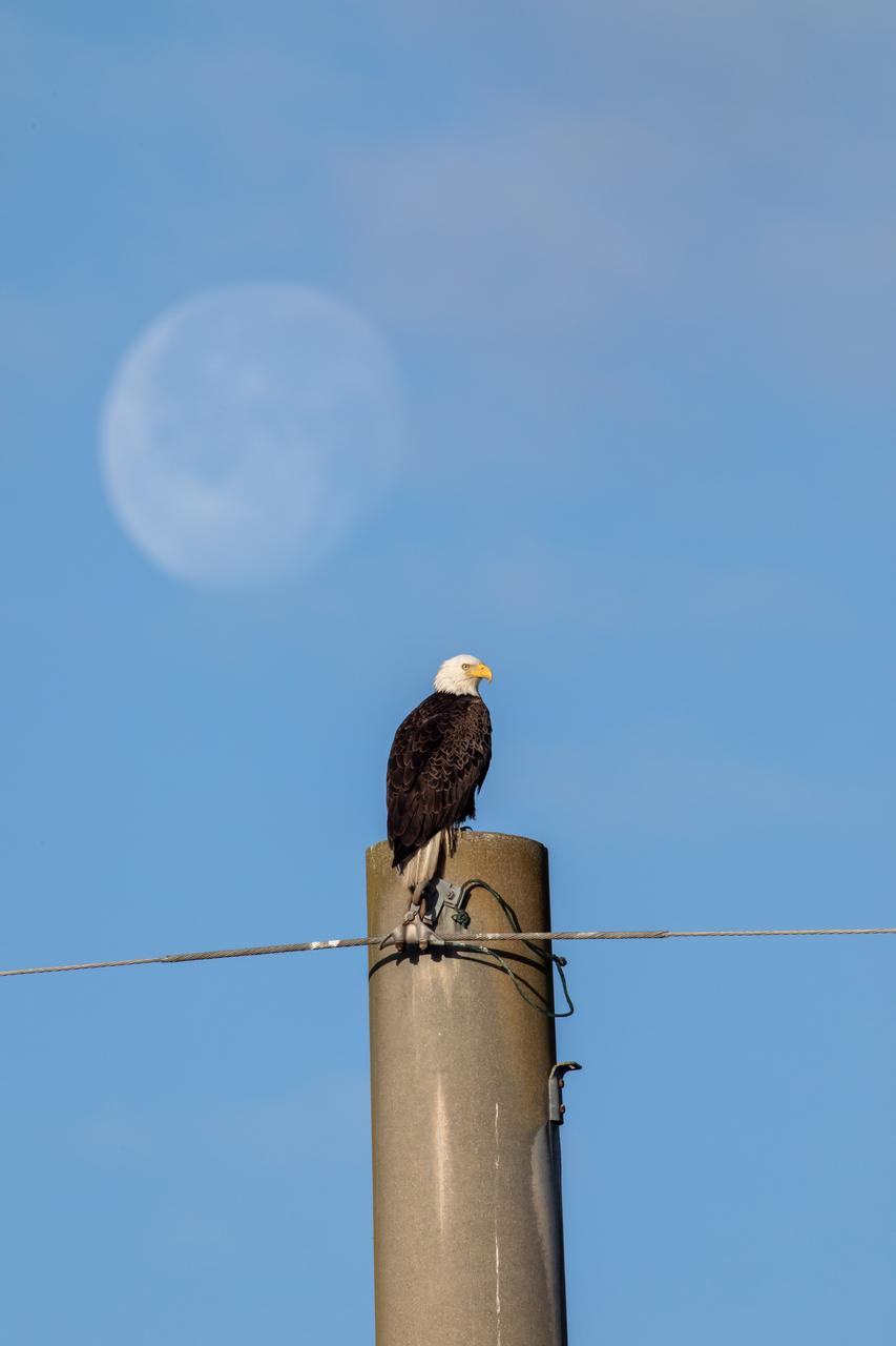 An American bald eagle is perched atop a pole near Kennedy Parkway North at NASA’s Kennedy Space Center on Feb. 8, 2023. Each year, eagles take up winter residence at the Florida spaceport, breeding and raising a new generation. The center shares a boundary with the Merritt Island National Wildlife Refuge, home to more than 1,500 species of plants and animals, and 15 federally listed species.
