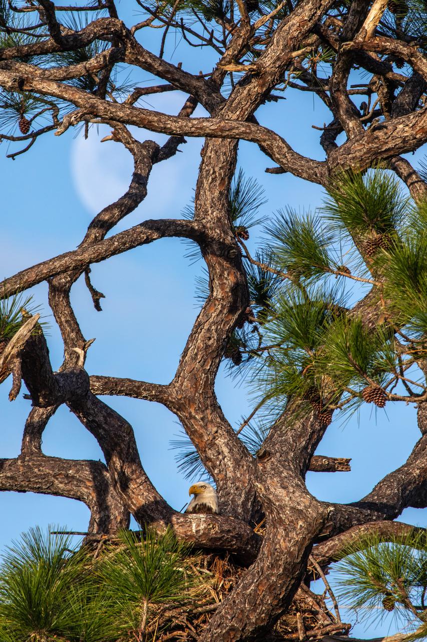 An American bald eagle occupies a nest near Kennedy Parkway North at NASA’s Kennedy Space Center on Feb. 8, 2023. Each year, eagles take up winter residence at the Florida spaceport, breeding and raising a new generation. The center shares a boundary with the Merritt Island National Wildlife Refuge, home to more than 1,500 species of plants and animals, and 15 federally listed species.