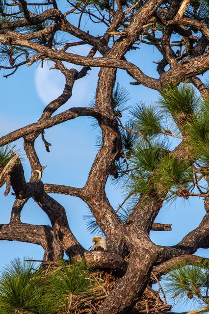 NASA image: Eagle with Moon