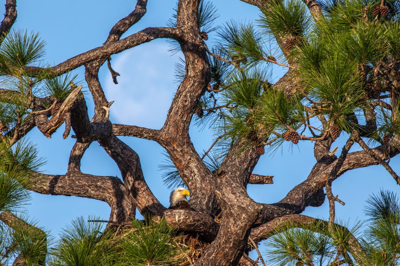 An American bald eagle occupies a nest near Kennedy Parkway North at NASA’s Kennedy Space Center on Feb. 8, 2023. Each year, eagles take up winter residence at the Florida spaceport, breeding and raising a new generation. The center shares a boundary with the Merritt Island National Wildlife Refuge, home to more than 1,500 species of plants and animals, and 15 federally listed species.