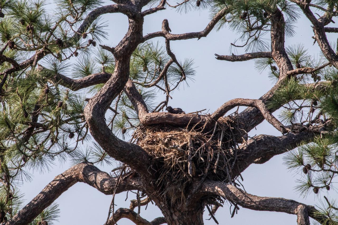 A baby American bald eagle pokes its head up from a nest located near Kennedy Parkway North at NASA’s Kennedy Space Center in Florida on March 8, 2023. A mating pair of eagles recently built a new home in this tree after a combination of storms badly damaged their original nest located less than 100 yards away. That nest was built in 1973 and had been used by eagles almost every year since 1975.