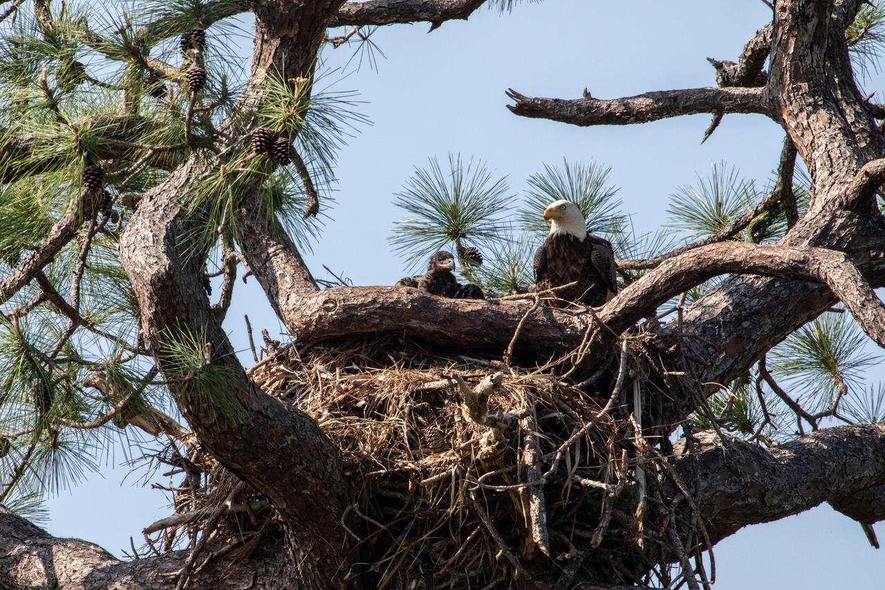 A baby American bald eagle spends time with one of its parents in a nest located near Kennedy Parkway North at NASA’s Kennedy Space Center in Florida on March 8, 2023. A mating pair of eagles recently built a new home in this tree after a combination of storms badly damaged their original nest located less than 100 yards away. That nest was built in 1973 and had been used by eagles almost every year since 1975.