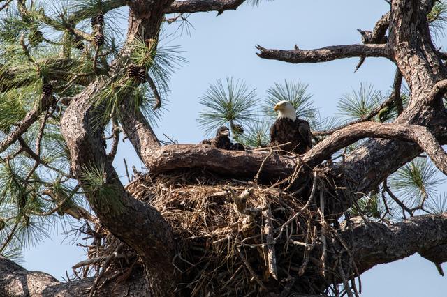 NASA image: Baby Eagle in New Nest at KSC