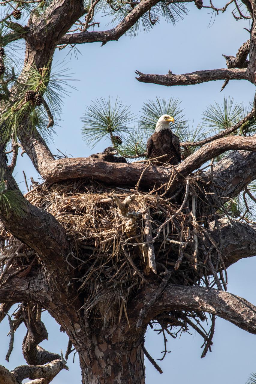 A baby American bald eagle looks out from its nest, along with one of its parents, from their temporary home located near Kennedy Parkway North at NASA’s Kennedy Space Center in Florida on March 8, 2023. A mating pair of eagles recently built a new nest in this tree after a combination of storms badly damaged their original nest located less than 100 yards away. That nest was built in 1973 and had been used by eagles almost every year since 1975.