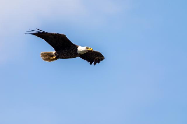 NASA image: Bald Eagle at KSC