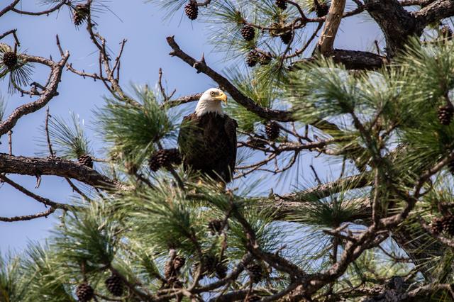 NASA image: Bald Eagle at KSC