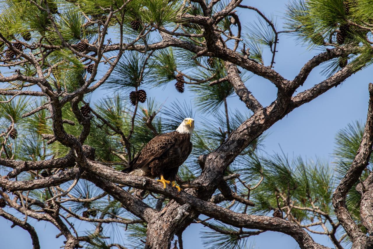 An American bald eagle is perched in a tree near its nest at NASA’s Kennedy Space Center on March 8, 2023. The eagle is part of a mating pair that takes up residence at the Florida spaceport during nesting season. Recently, a baby eagle was spotted in their nest, located off of Kennedy Parkway, about two miles from the Vehicle Assembly Building. There are 39 eagle territories at Kennedy, 33 of which are active or potentially active.