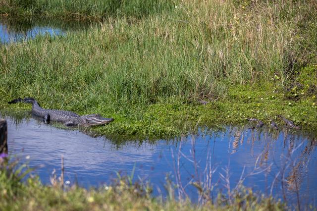 NASA image: Baby and Mom Gators at KSC