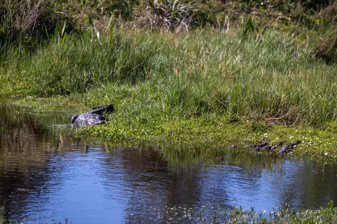A large alligator is in view in a waterway at NASA’s Kennedy Space Center in Florida on March 9, 2023. The center shares a boundary with the Merritt Island National Wildlife Refuge. The refuge is home to more than 65 amphibian and reptile species, along with 330 native and migratory bird species, 25 mammal and 117 fish species. 