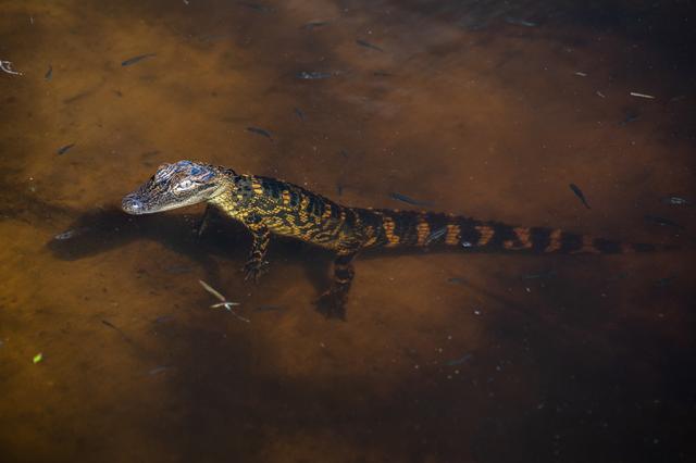 Baby and Mom Gators at KSC