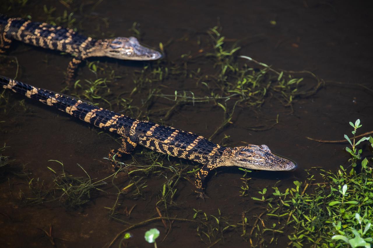 Two baby alligators are in view in a waterway at NASA’s Kennedy Space Center in Florida on March 9, 2023. The center shares a boundary with the Merritt Island National Wildlife Refuge. The refuge is home to more than 65 amphibian and reptile species, along with 330 native and migratory bird species, 25 mammal and 117 fish species. 