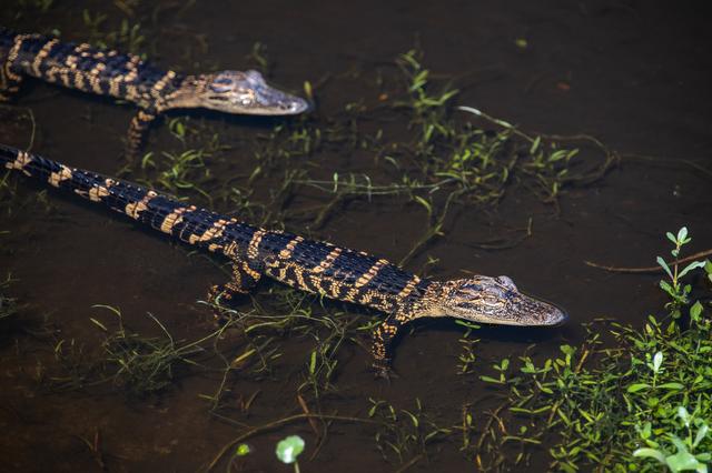 Baby and Mom Gators at KSC