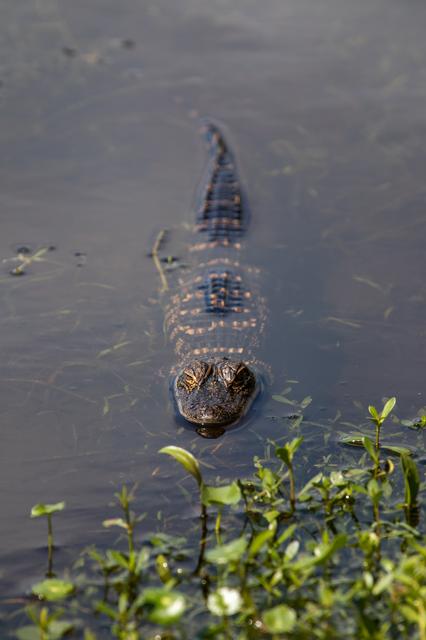 NASA image: Baby and Mom Gators at KSC