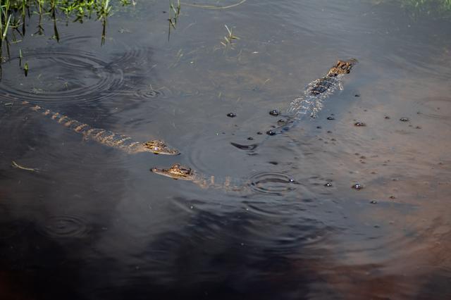 NASA image: Baby and Mom Gators at KSC