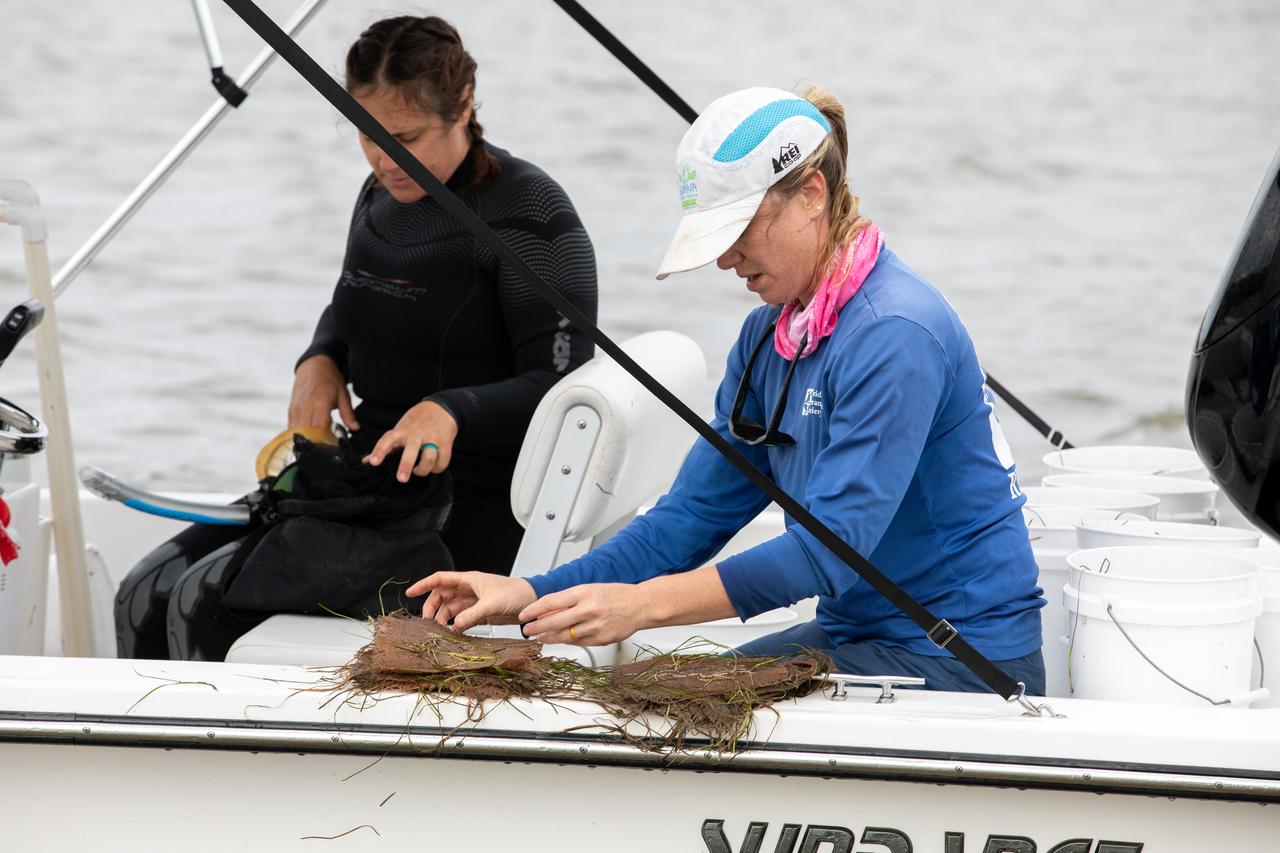 Lorae Simpson, director of research and conservation with the Florida Oceanographic Society, gathers “plots” of seagrass as her team prepares to plant them in the Banana River – one of three bodies of water that make up the Indian River Lagoon (IRL) – at NASA’s Kennedy Space Center in Florida on March 29, 2023. Kennedy’s Environmental Management Branch is working to plant a minimum of 28,000 shoots of seagrass divided into 18 sites across three areas at the Florida spaceport as part of a pilot project for seagrass restoration efforts. The project will look at the feasibility of replanting seagrass in Kennedy waters and, if successful, could lead to the spaceport becoming a donor site where shoots of grass can be broken off and relocated to other areas within Kennedy or along the IRL to promote growth.