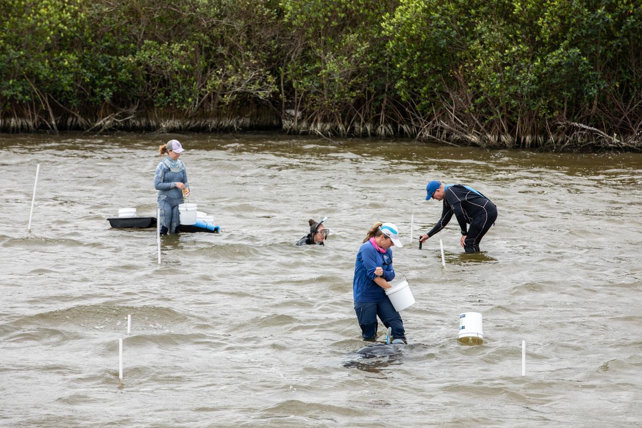 Members of the Florida Oceanographic Society begin planting seagrass in the Banana River – one of three bodies of water that make up the Indian River Lagoon (IRL) – at NASA’s Kennedy Space Center in Florida on March 29, 2023.  At the top right is Doug Scheidt, an ecologist working on NASA’s Environmental and Medical Contract at Kennedy. Kennedy’s Environmental Management Branch is working to plant a minimum of 28,000 shoots of seagrass divided into 18 sites across three areas at the Florida spaceport as part of a pilot project for seagrass restoration efforts. The project will look at the feasibility of replanting seagrass in Kennedy waters and, if successful, could lead to the spaceport becoming a donor site where shoots of grass can be broken off and relocated to other areas within Kennedy or along the IRL to promote growth.