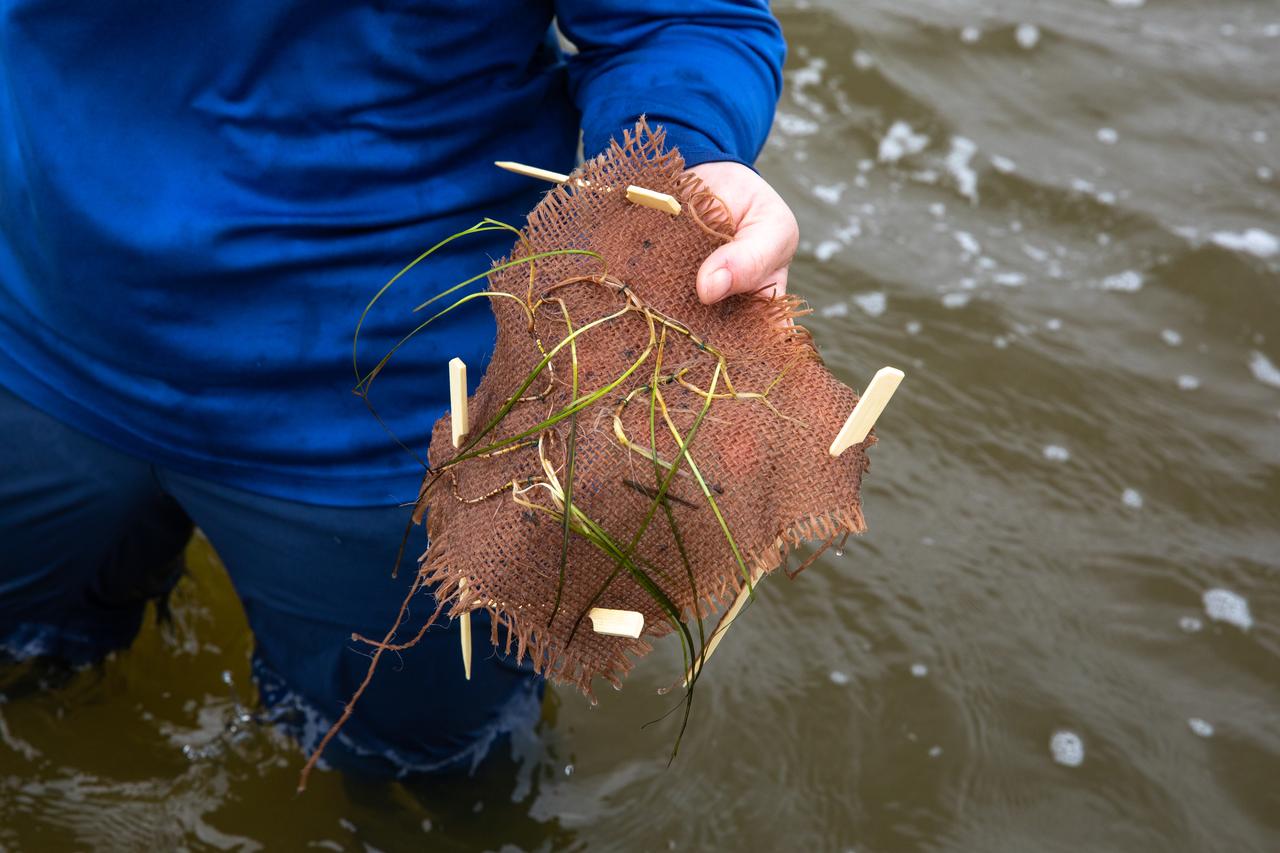 Seen here is a close-up view of one “plot” of seagrass being planted in the Banana River – one of three bodies of water that make up the Indian River Lagoon (IRL) – at NASA’s Kennedy Space Center in Florida on March 29, 2023. Kennedy’s Environmental Management Branch is working to plant a minimum of 28,000 shoots of seagrass divided into 18 sites across three areas at the Florida spaceport as part of a pilot project for seagrass restoration efforts. Each “plot” of seagrass contains 16 shoots tied to a burlap mesh square with floral ties and has bamboo skewers at each corner that are staked into the sediment. The project, which involves using all biodegradable materials, will look at the feasibility of replanting seagrass in Kennedy waters and, if successful, could lead to the spaceport becoming a donor site where shoots of grass can be broken off and relocated to other areas within Kennedy or along the Indian River Lagoon to promote growth.