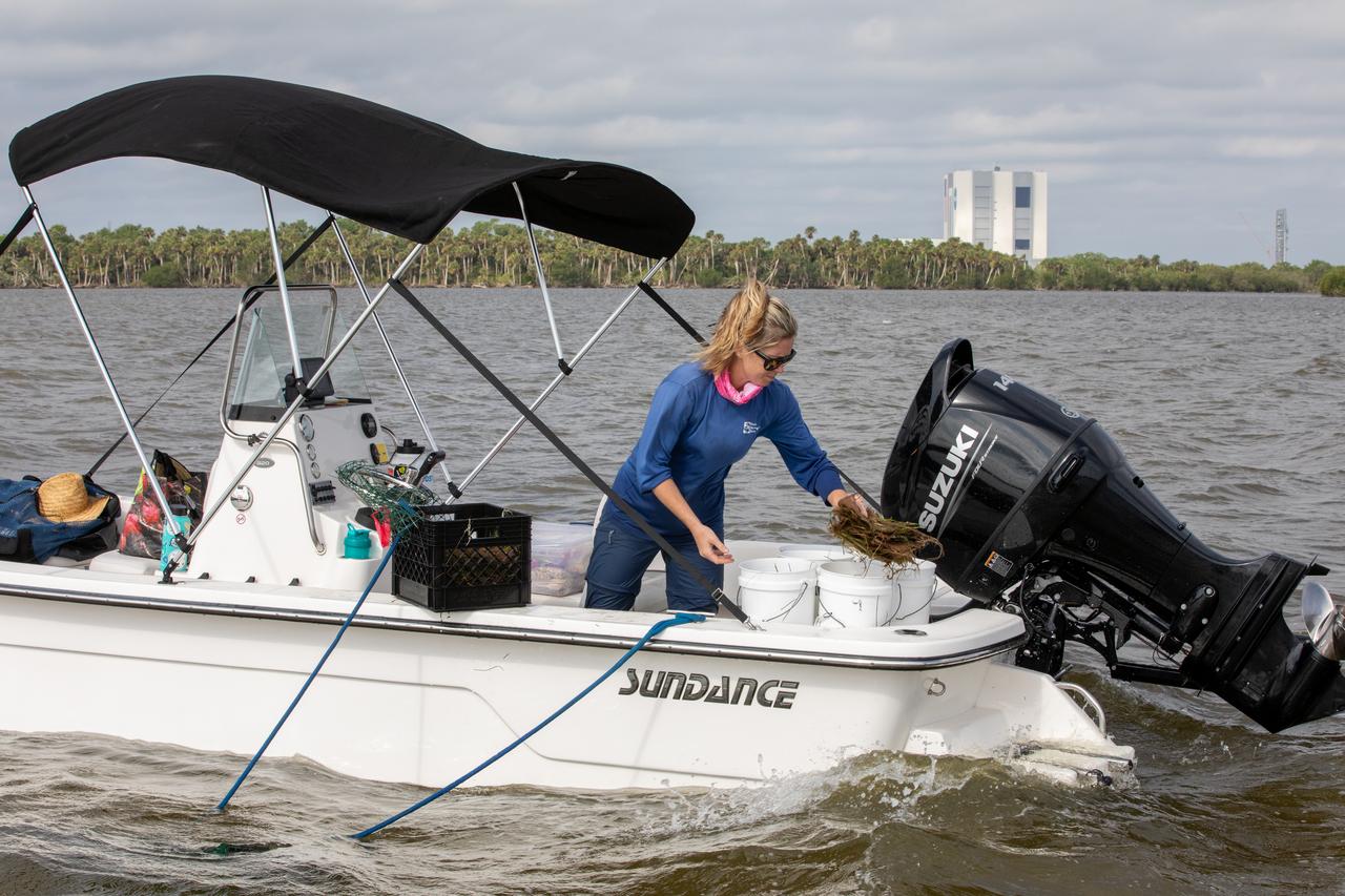 Lorae Simpson, director of research and conservation with the Florida Oceanographic Society, gathers “plots” of seagrass as her team prepares to plant them in the Banana River – one of three bodies of water that make up the Indian River Lagoon (IRL) – at NASA’s Kennedy Space Center in Florida on March 29, 2023. Kennedy’s Environmental Management Branch is working to plant a minimum of 28,000 shoots of seagrass divided into 18 sites across three areas at the Florida spaceport as part of a pilot project for seagrass restoration efforts. The project will look at the feasibility of replanting seagrass in Kennedy waters and, if successful, could lead to the spaceport becoming a donor site where shoots of grass can be broken off and relocated to other areas within Kennedy or along the IRL to promote growth.