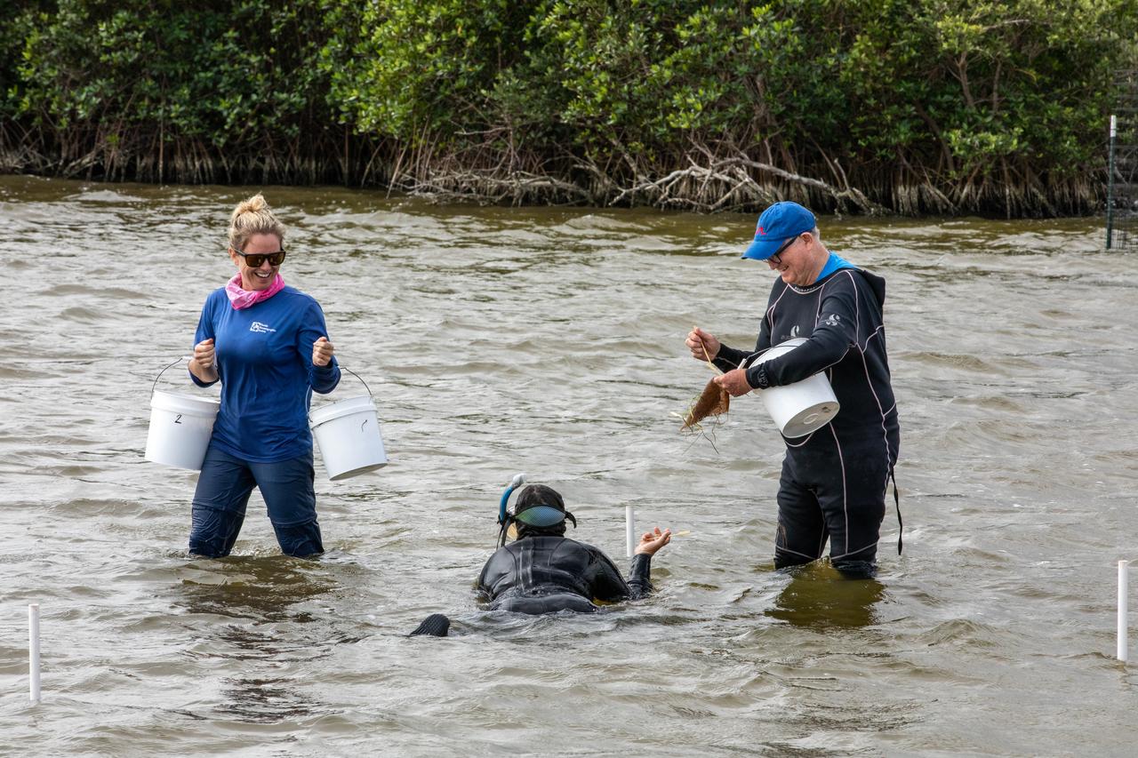Lorae Simpson (left), director of research and conservation with the Florida Oceanographic Society, and Doug Scheidt (right), an ecologist working on NASA’s Environmental and Medical Contract (NEMCON), begin planting seagrass in the Banana River – one of three bodies of water that make up the Indian River Lagoon (IRL) – at NASA’s Kennedy Space Center in Florida on March 29, 2023. Scheidt is handing each “plot” of seagrass to another Florida Oceanographic Society member in the water, who then uses bamboo skewers to stake each one into the sediment. Kennedy’s Environmental Management Branch is working to plant a minimum of 28,000 shoots of seagrass divided into 18 sites across three areas at the Florida spaceport as part of a pilot project for seagrass restoration efforts. The project will look at the feasibility of replanting seagrass in Kennedy waters and, if successful, could lead to the spaceport becoming a donor site where shoots of grass can be broken off and relocated to other areas within Kennedy or along the IRL to promote growth.