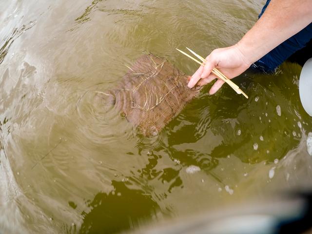 NASA image: Sea Grass Restoration Project