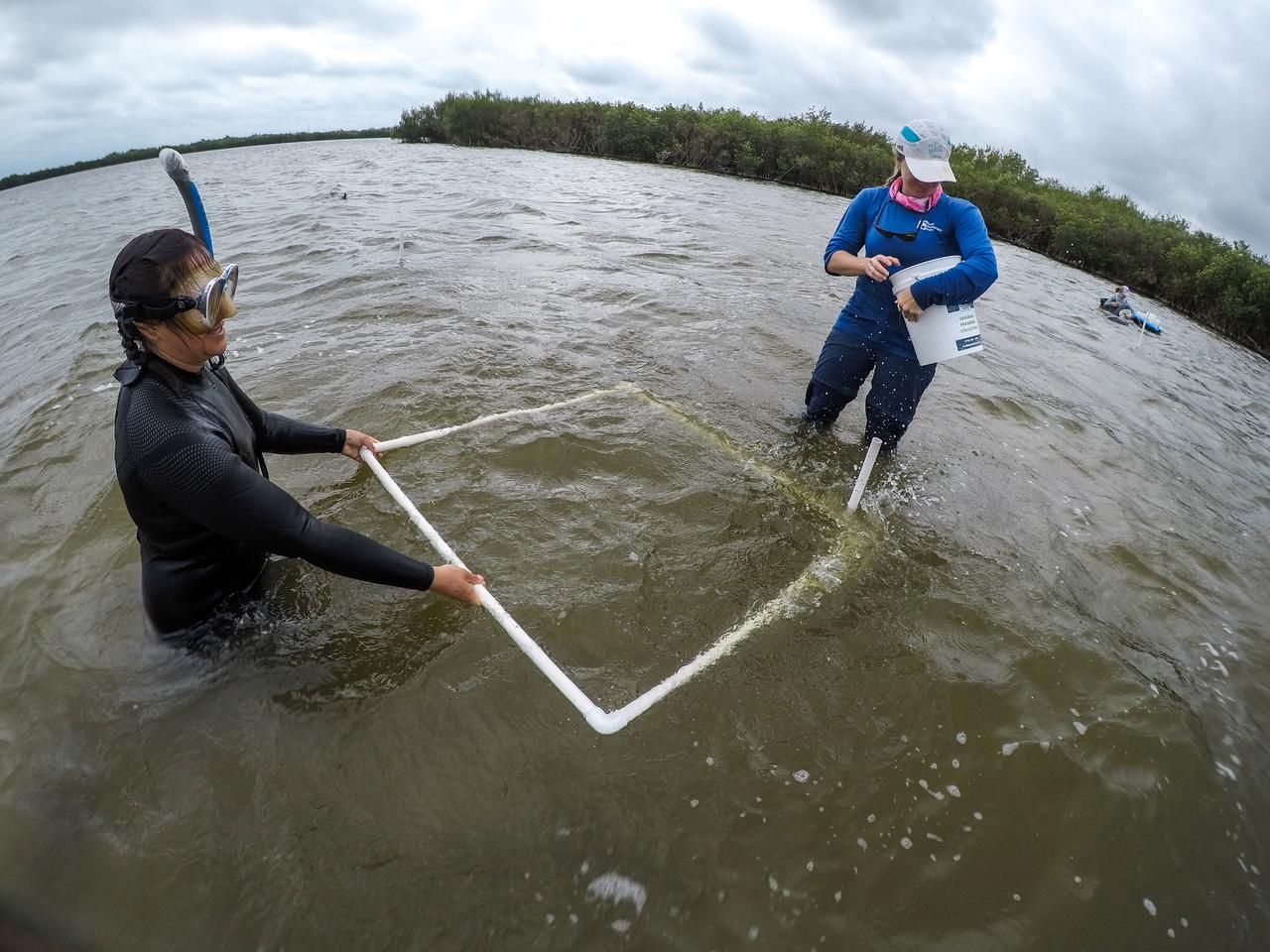 Members of the Florida Oceanographic Society prepare to plant seagrass in the Banana River – one of three bodies of water that make up the Indian River Lagoon (IRL) – at NASA’s Kennedy Space Center in Florida on March 29, 2023. Kennedy’s Environmental Management Branch is working to plant a minimum of 28,000 shoots of seagrass divided into 18 sites across three areas at the Florida spaceport as part of a pilot project for seagrass restoration efforts. The project will look at the feasibility of replanting seagrass in Kennedy waters and, if successful, could lead to the spaceport becoming a donor site where shoots of grass can be broken off and relocated to other areas within Kennedy or along the IRL to promote growth.