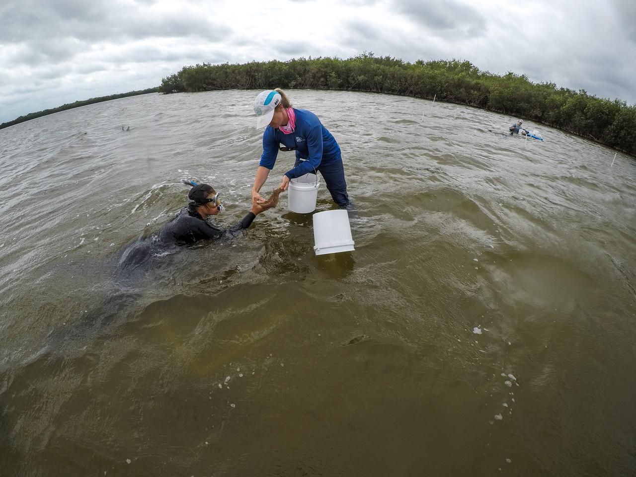 Members of the Florida Oceanographic Society plant seagrass in the Banana River – one of three bodies of water that make up the Indian River Lagoon (IRL) – at NASA’s Kennedy Space Center in Florida on March 29, 2023. Kennedy’s Environmental Management Branch is working to plant a minimum of 28,000 shoots of seagrass divided into 18 sites across three areas at the Florida spaceport as part of a pilot project for seagrass restoration efforts. The project will look at the feasibility of replanting seagrass in Kennedy waters and, if successful, could lead to the spaceport becoming a donor site where shoots of grass can be broken off and relocated to other areas within Kennedy or along the IRL to promote growth.