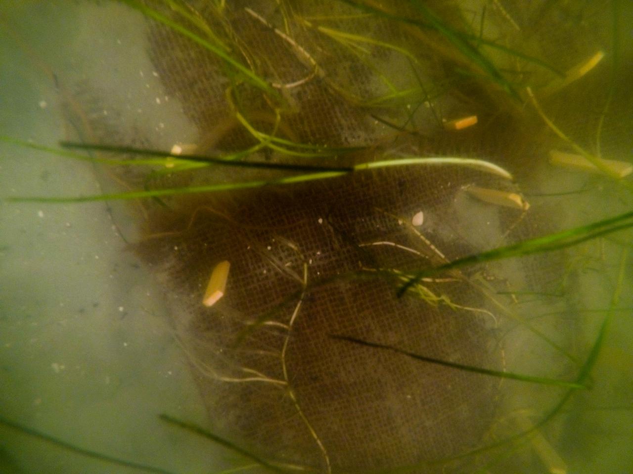 Seen here is a close-up view of newly planted seagrass in the Banana River – one of three bodies of water that make up the Indian River Lagoon (IRL) – at NASA’s Kennedy Space Center in Florida on March 29, 2023. Kennedy’s Environmental Management Branch is working to plant a minimum of 28,000 shoots of seagrass divided into 18 sites across three areas at the Florida spaceport as part of a pilot project for seagrass restoration efforts. Each “plot” of seagrass contains 16 shoots tied to a burlap mesh square with floral ties and has bamboo skewers at each corner that are staked into the sediment. The project, which involves using all biodegradable materials, will look at the feasibility of replanting seagrass in Kennedy waters and, if successful, could lead to the spaceport becoming a donor site where shoots of grass can be broken off and relocated to other areas within Kennedy or along the Indian River Lagoon to promote growth.