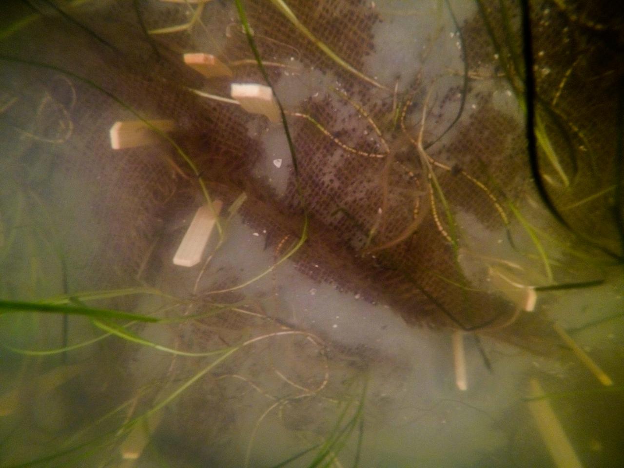 Seen here is a close-up view of newly planted seagrass in the Banana River – one of three bodies of water that make up the Indian River Lagoon (IRL) – at NASA’s Kennedy Space Center in Florida on March 29, 2023. Kennedy’s Environmental Management Branch is working to plant a minimum of 28,000 shoots of seagrass divided into 18 sites across three areas at the Florida spaceport as part of a pilot project for seagrass restoration efforts. Each “plot” of seagrass contains 16 shoots tied to a burlap mesh square with floral ties and has bamboo skewers at each corner that are staked into the sediment. The project, which involves using all biodegradable materials, will look at the feasibility of replanting seagrass in Kennedy waters and, if successful, could lead to the spaceport becoming a donor site where shoots of grass can be broken off and relocated to other areas within Kennedy or along the Indian River Lagoon to promote growth.
