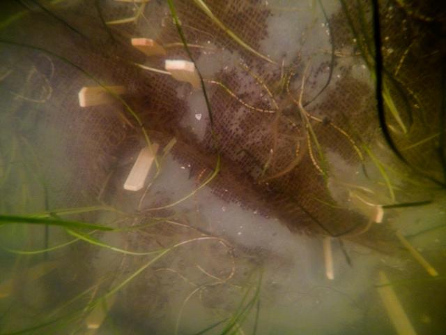 NASA image: Sea Grass Restoration Project