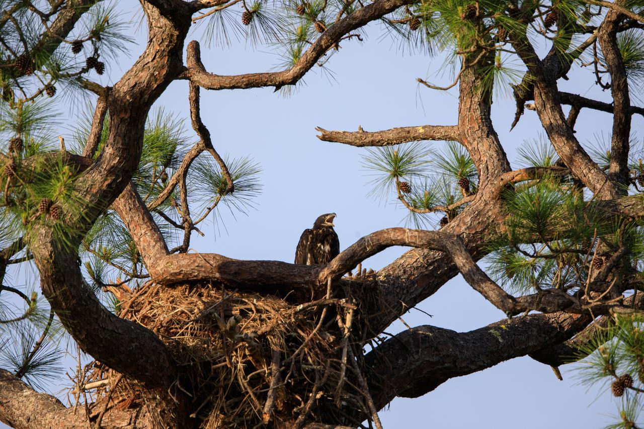 A baby American bald eagle calls out from a nest located near Kennedy Parkway North at NASA’s Kennedy Space Center in Florida on April 10, 2023. The eaglet is the lone offspring of a mated pair of eagles that recently built the new home after storms badly damaged their original nest located about 50 yards away. That nest was built in 1973 and had been used by eagles almost every year since 1975. 