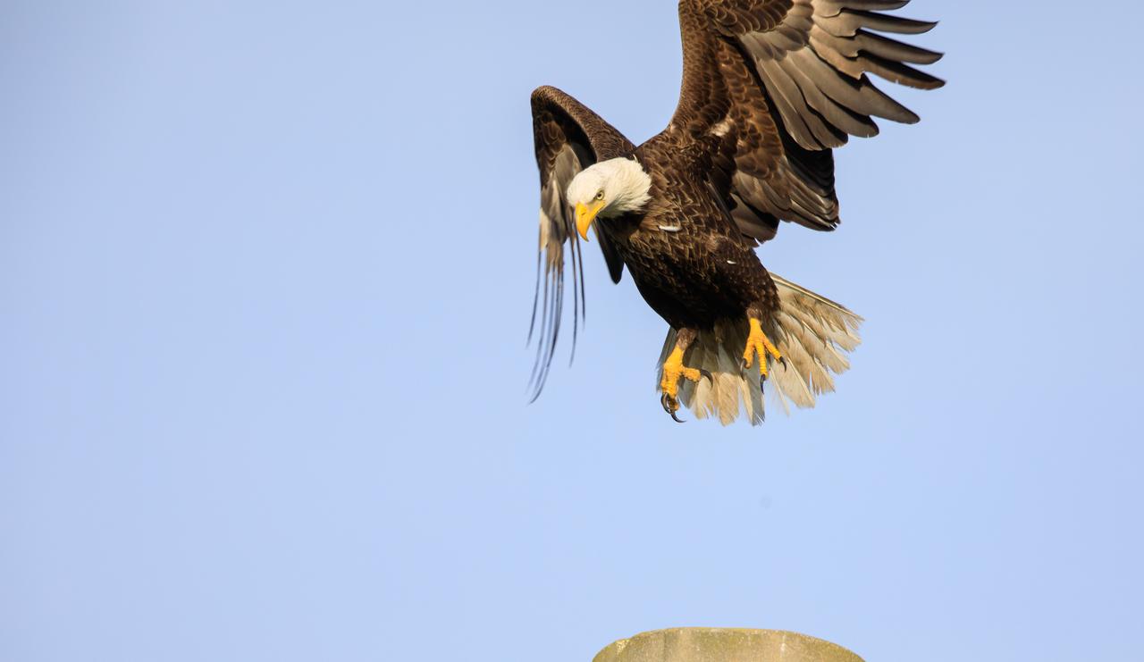An American bald eagle swoops down to land on a pole at NASA’s Kennedy Space Center on April 10, 2023. The eagle is part of a mated pair that takes up residence at the Florida spaceport during nesting season. This year, the pair is raising a lone baby eagle in the nest, located in a tree near Kennedy Parkway, about two miles from the Vehicle Assembly Building. Kennedy currently is home to approximately 20 nesting pairs of bald eagles.