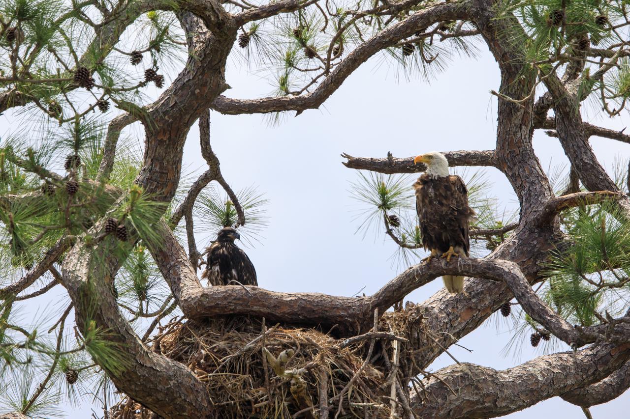 A baby American bald eagle looks out from its nest, accompanied by one of its parents,  in a tree located near Kennedy Parkway North at NASA’s Kennedy Space Center in Florida on April 10, 2023. A mated pair of eagles recently built a new home in this tree after storms badly damaged their original nest located about 50 yards away. That nest was built in 1973 and had been used by eagles almost every year since 1975.