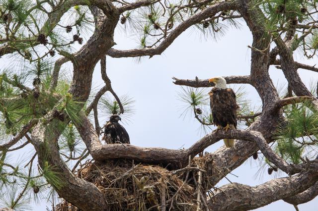 NASA image: Baby Eagle Gets Bigger