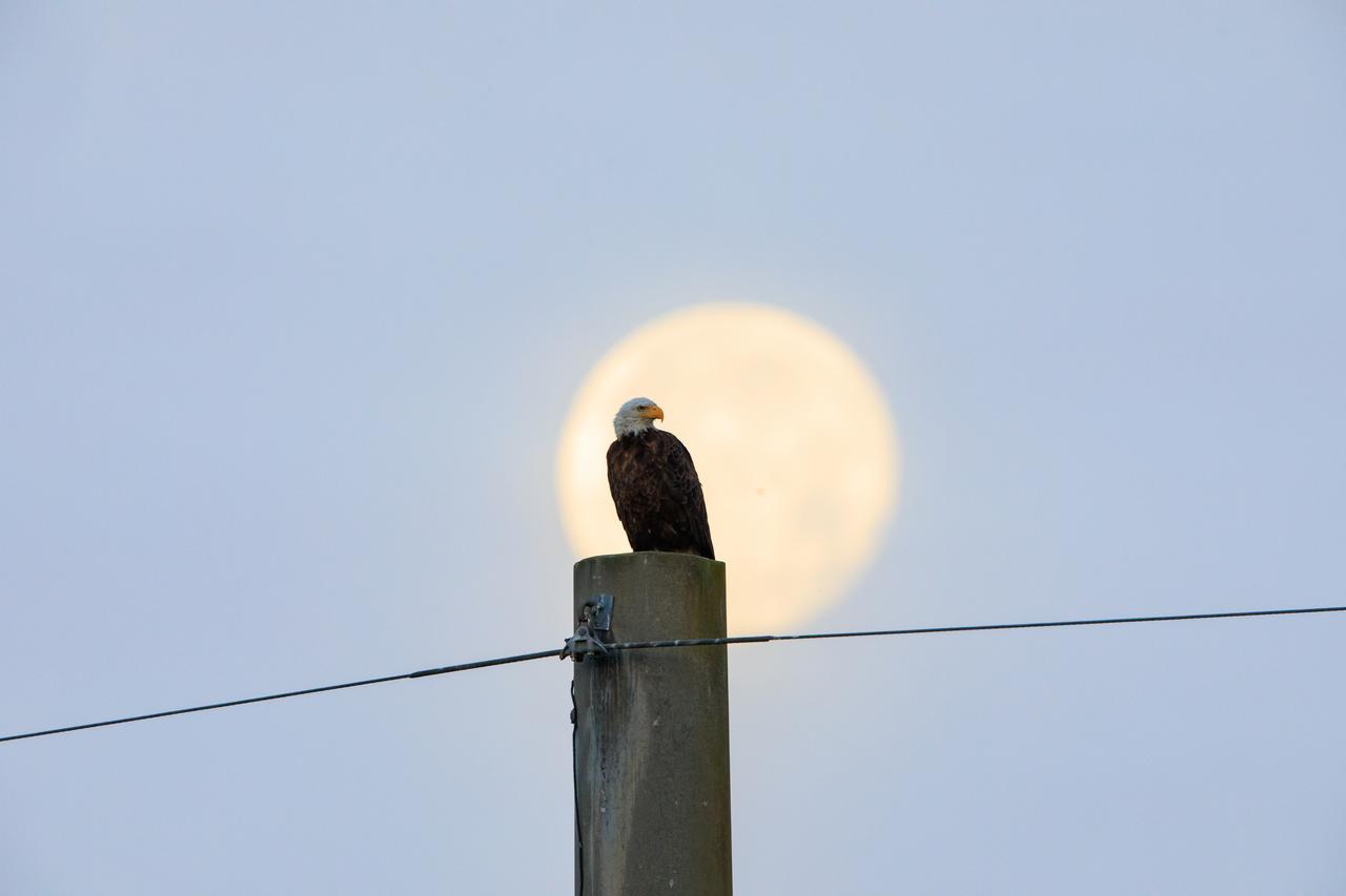 With the Moon in the background, an American bald eagle perches on a pole near its nest at NASA’s Kennedy Space Center on April 10, 2023. The eagle is part of a mated pair that takes up residence at the Florida spaceport during nesting season. This year, the pair is raising a lone baby eagle in the nest, located off of Kennedy Parkway, about two miles from the Vehicle Assembly Building. Kennedy currently is home to approximately 20 nesting pairs of bald eagles.